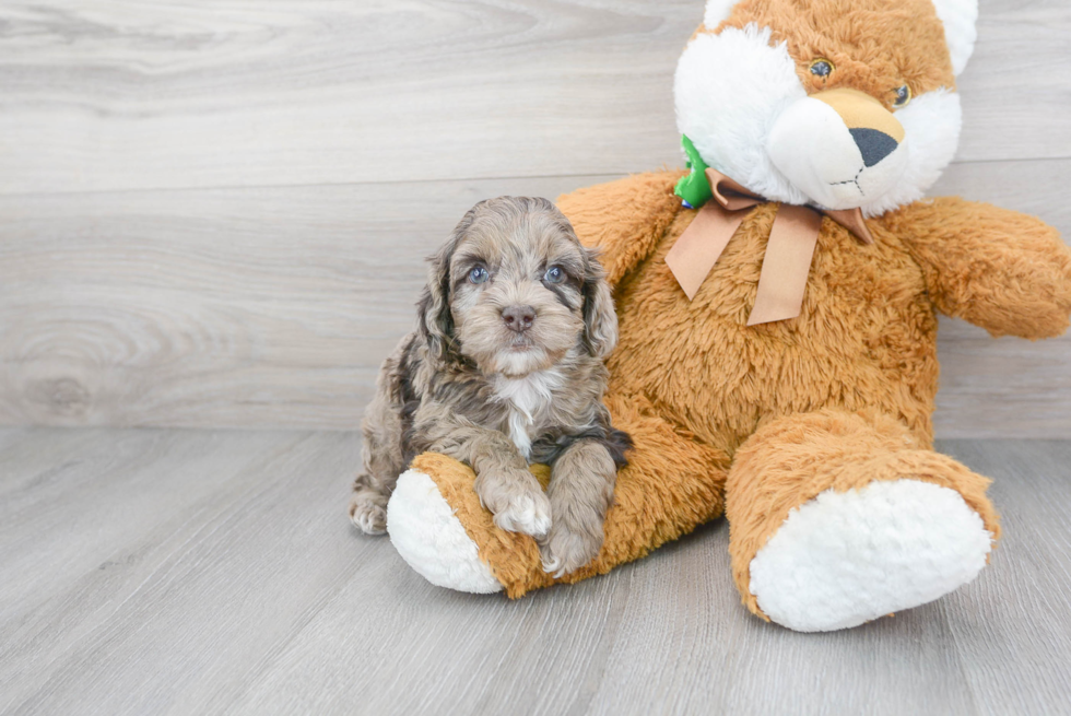 Cockapoo Pup Being Cute