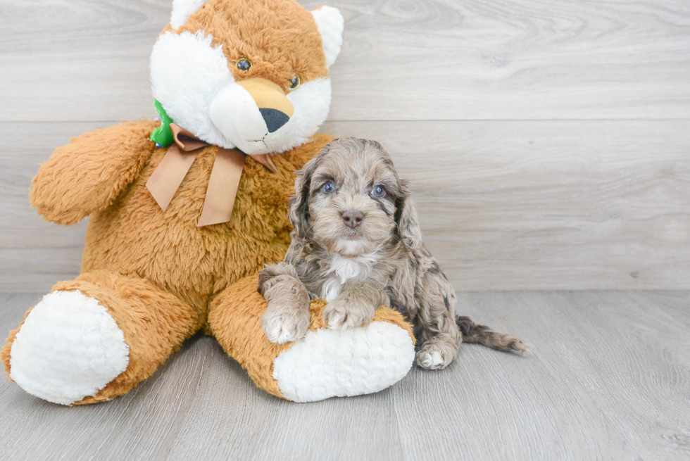 Cockapoo Puppy for Adoption