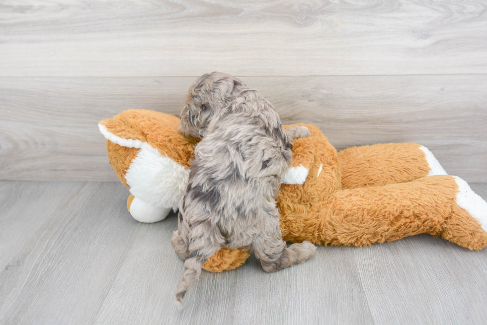Cute Cockerpoo Poodle Mix Puppy