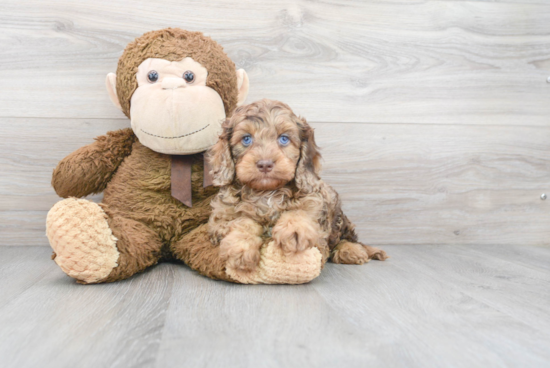 Small Cockapoo Baby