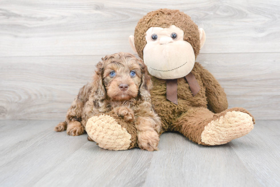 Funny Cockapoo Poodle Mix Pup