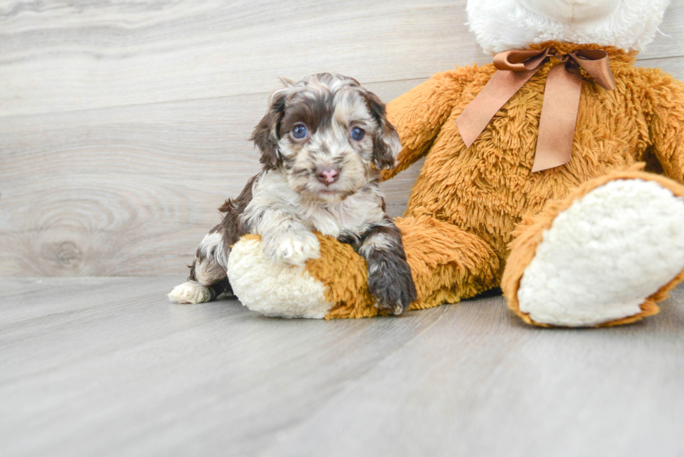 Hypoallergenic Cockerpoo Poodle Mix Puppy