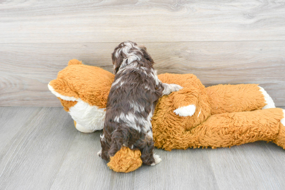 Best Cockapoo Baby