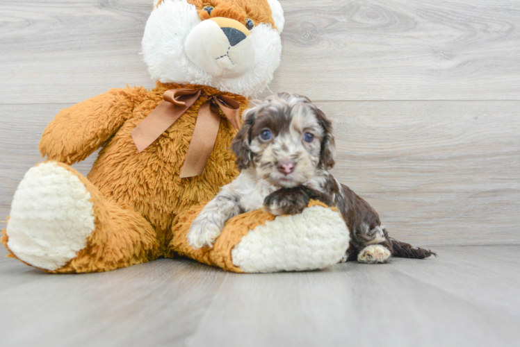 Sweet Cockapoo Baby