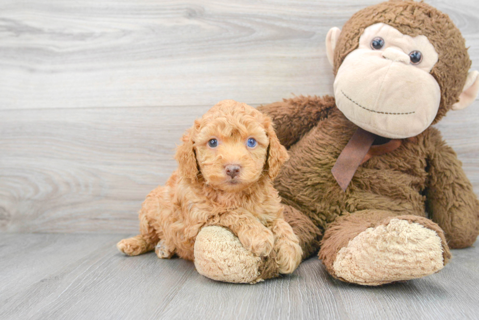 Best Cockapoo Baby