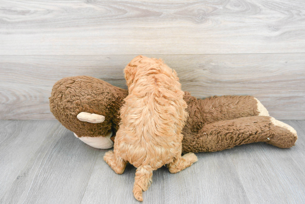 Smart Cockapoo Poodle Mix Pup