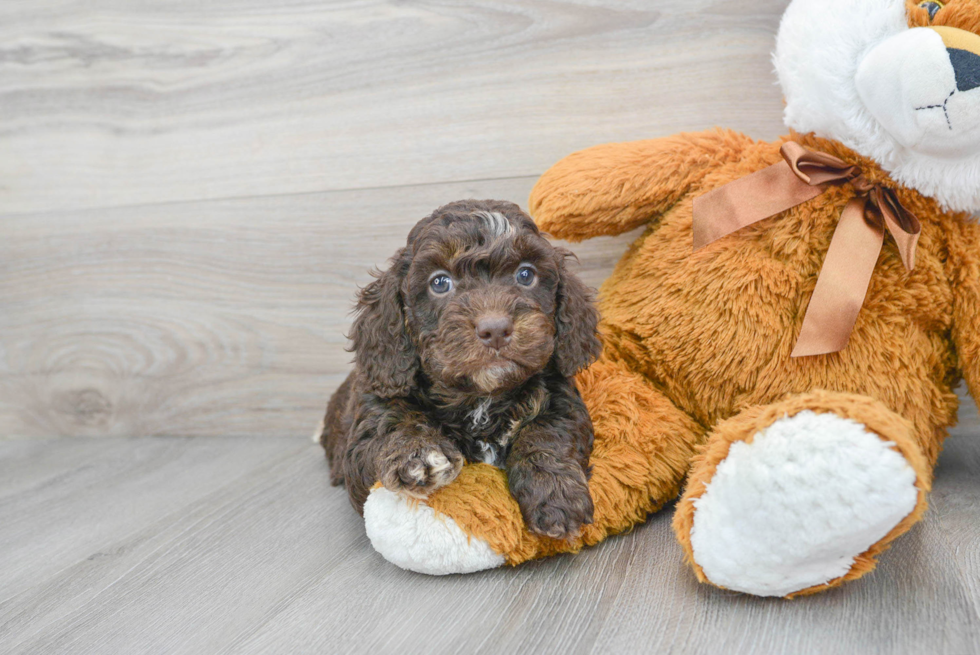 Small Cockapoo Baby