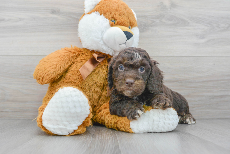 Energetic Cockerpoo Poodle Mix Puppy