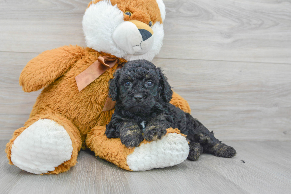 Friendly Cockapoo Baby
