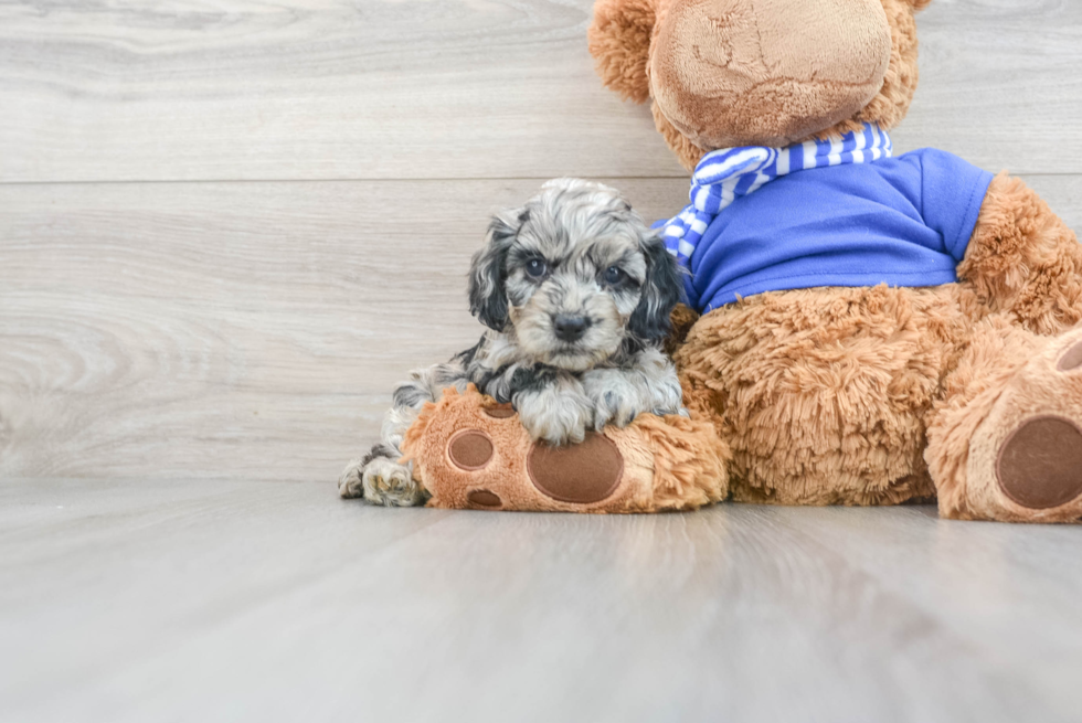 Playful Cockerpoo Poodle Mix Puppy