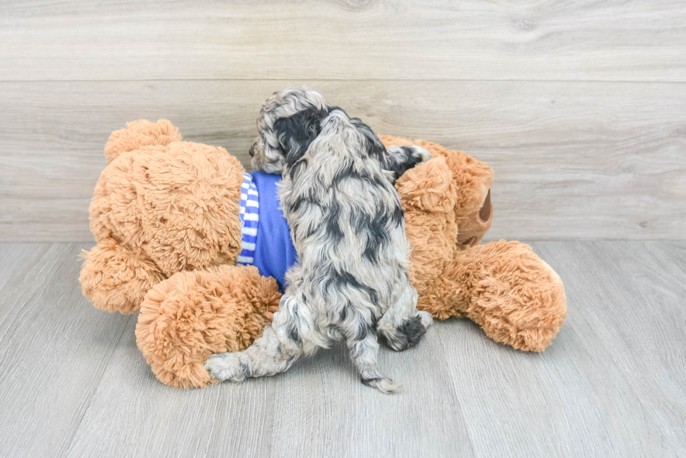 Cockapoo Pup Being Cute