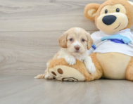 7 week old Cockapoo Puppy For Sale - Premier Pups