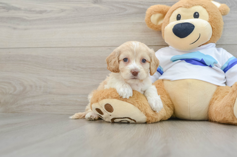 5 week old Cockapoo Puppy For Sale - Premier Pups