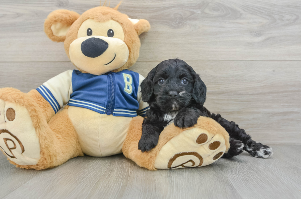 5 week old Cockapoo Puppy For Sale - Premier Pups