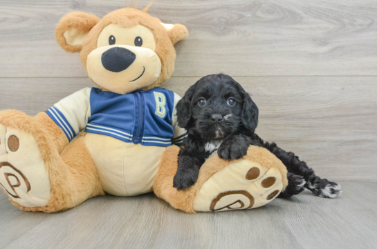 Petite Cockapoo Poodle Mix Pup