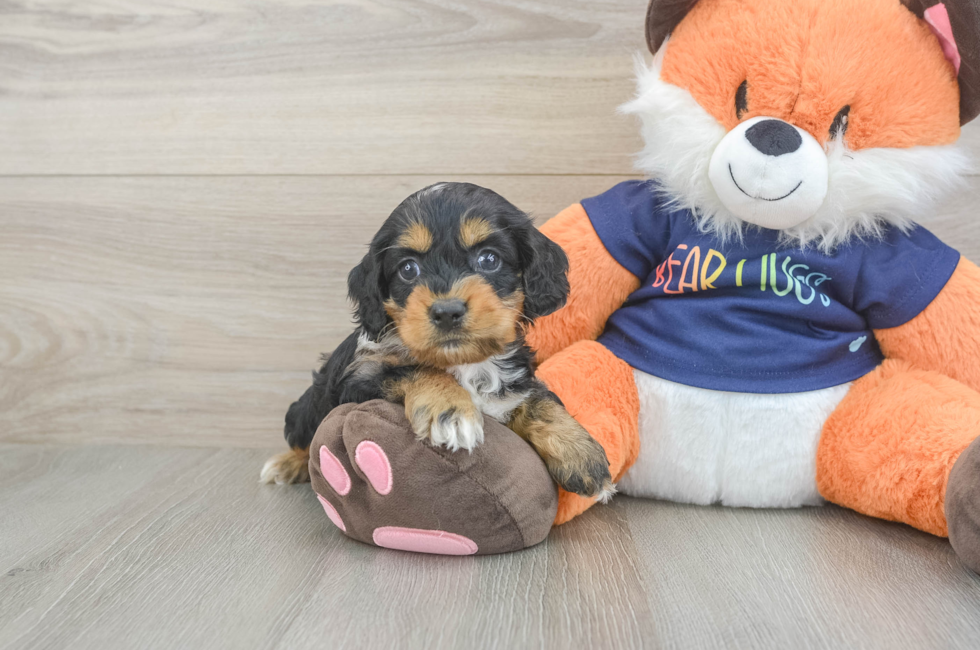 5 week old Cockapoo Puppy For Sale - Premier Pups