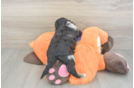 Adorable Cocker Doodle Poodle Mix Puppy
