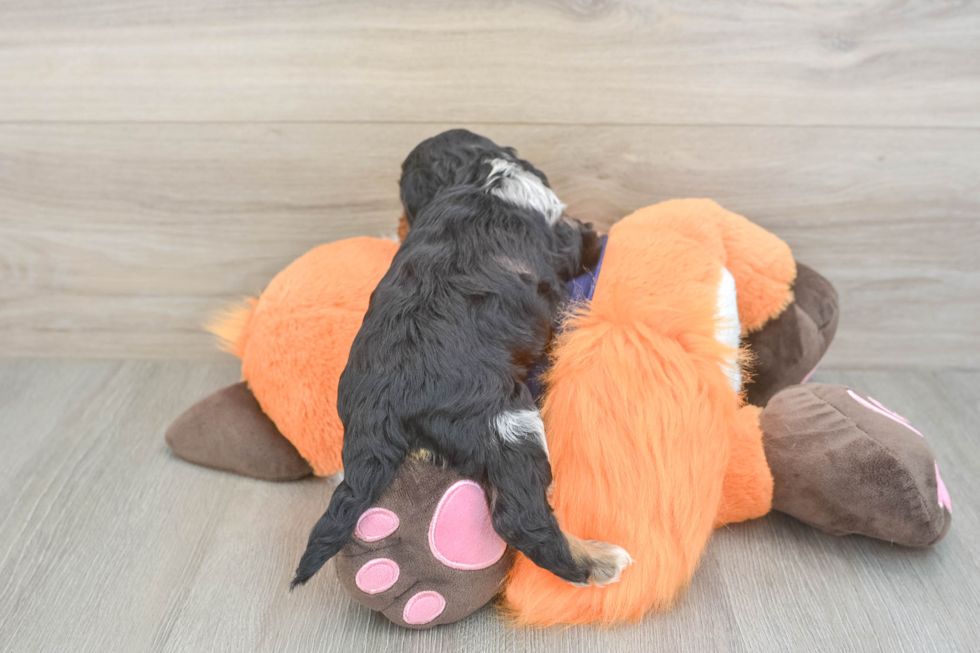 Adorable Cocker Doodle Poodle Mix Puppy