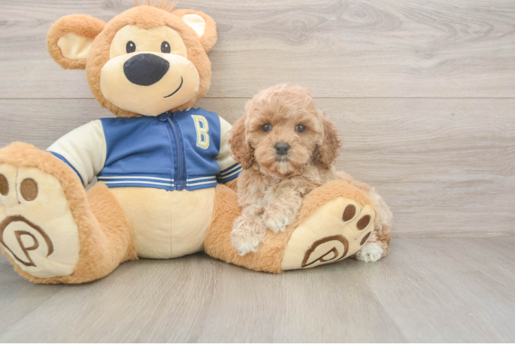 Cockapoo Puppy for Adoption