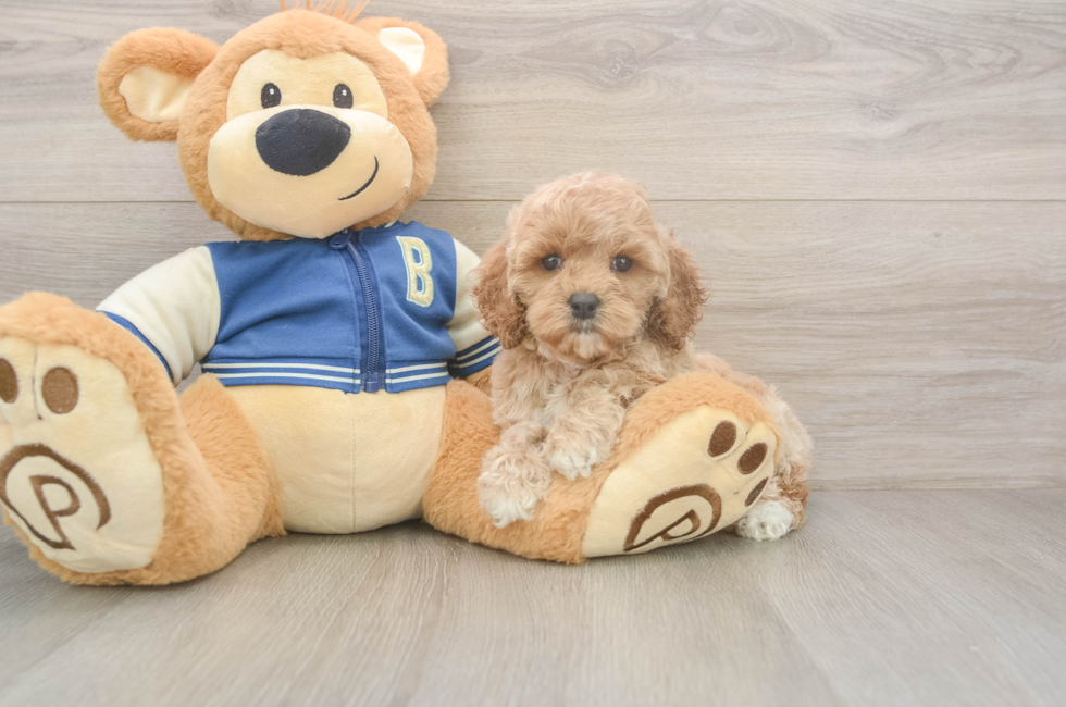 5 week old Cockapoo Puppy For Sale - Premier Pups