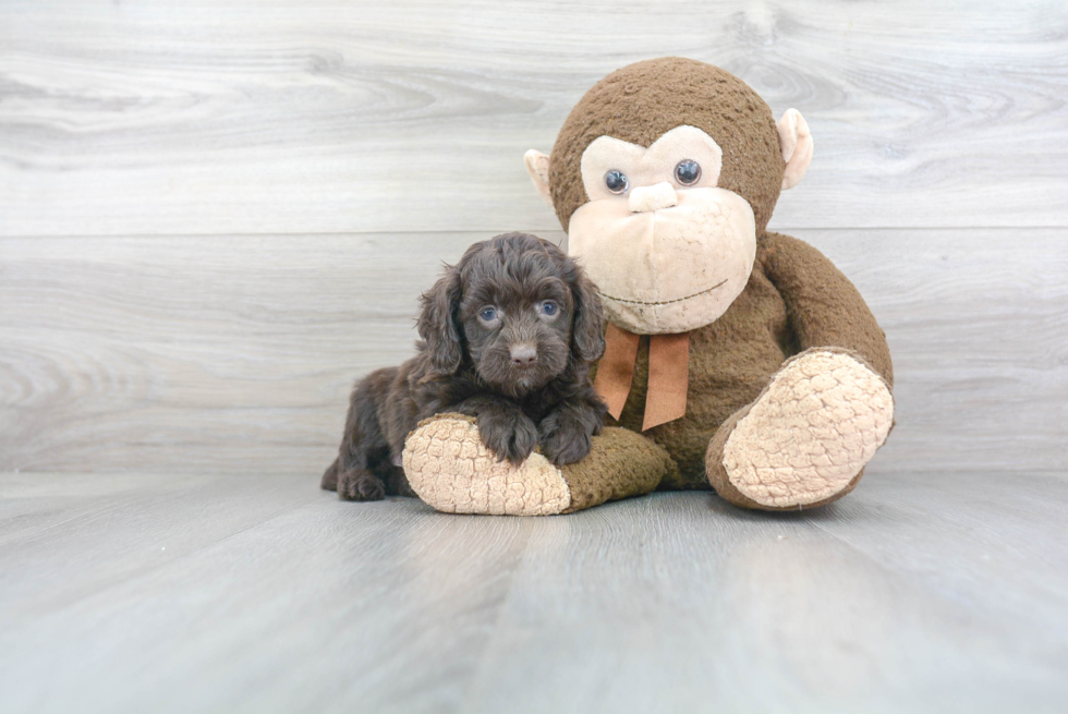 Petite Cockapoo Poodle Mix Pup