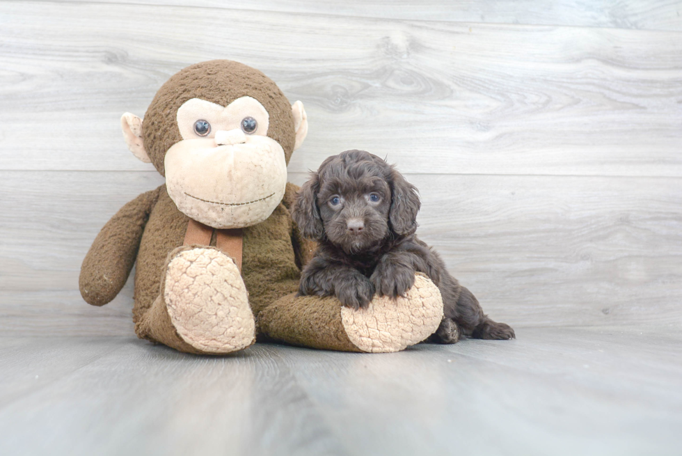 Cockapoo Puppy for Adoption