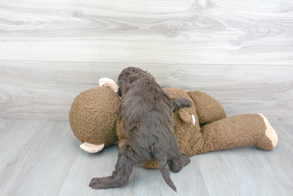 Energetic Cockerpoo Poodle Mix Puppy