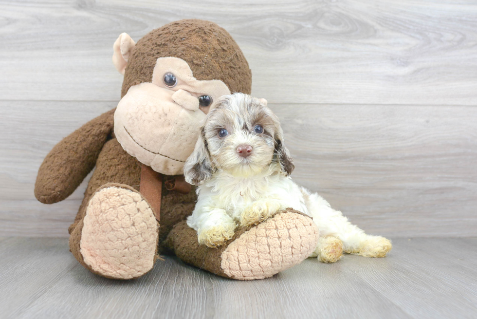 Cockapoo Puppy for Adoption