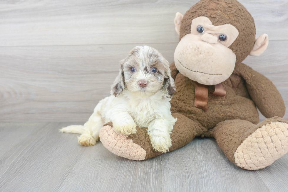 Petite Cockapoo Poodle Mix Pup