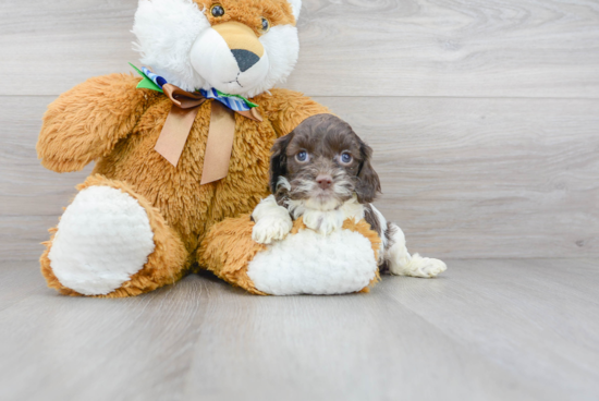 Adorable Cockerpoo Poodle Mix Puppy