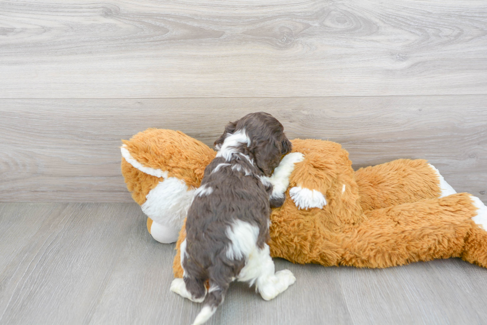 Cockapoo Pup Being Cute