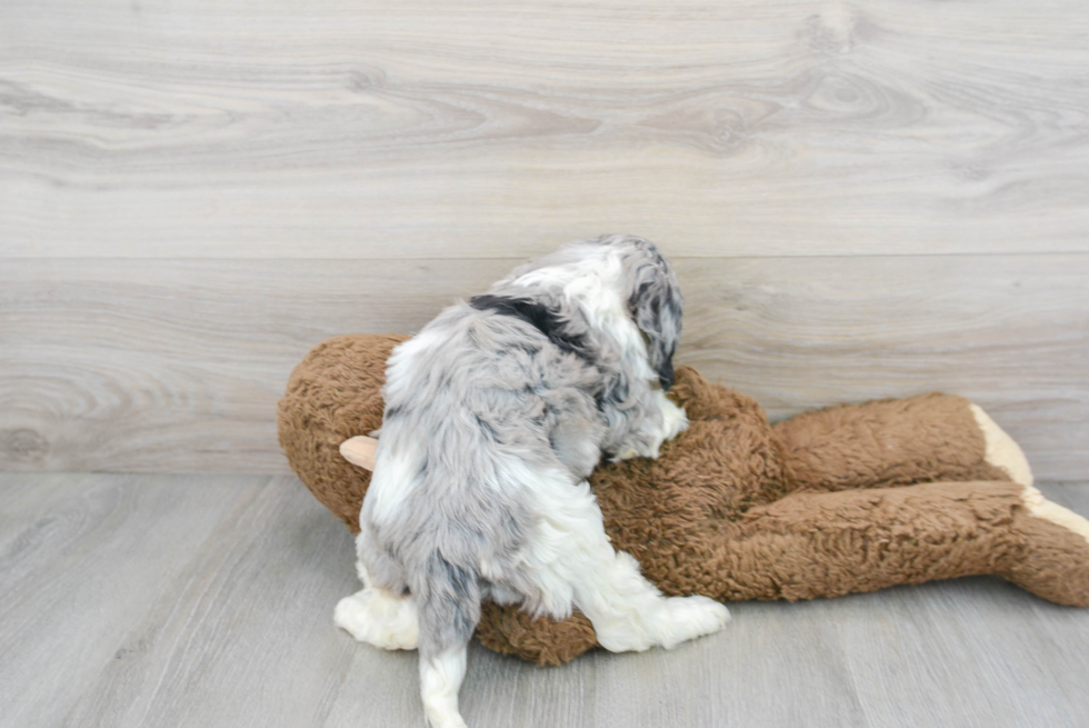 Playful Cockerpoo Poodle Mix Puppy