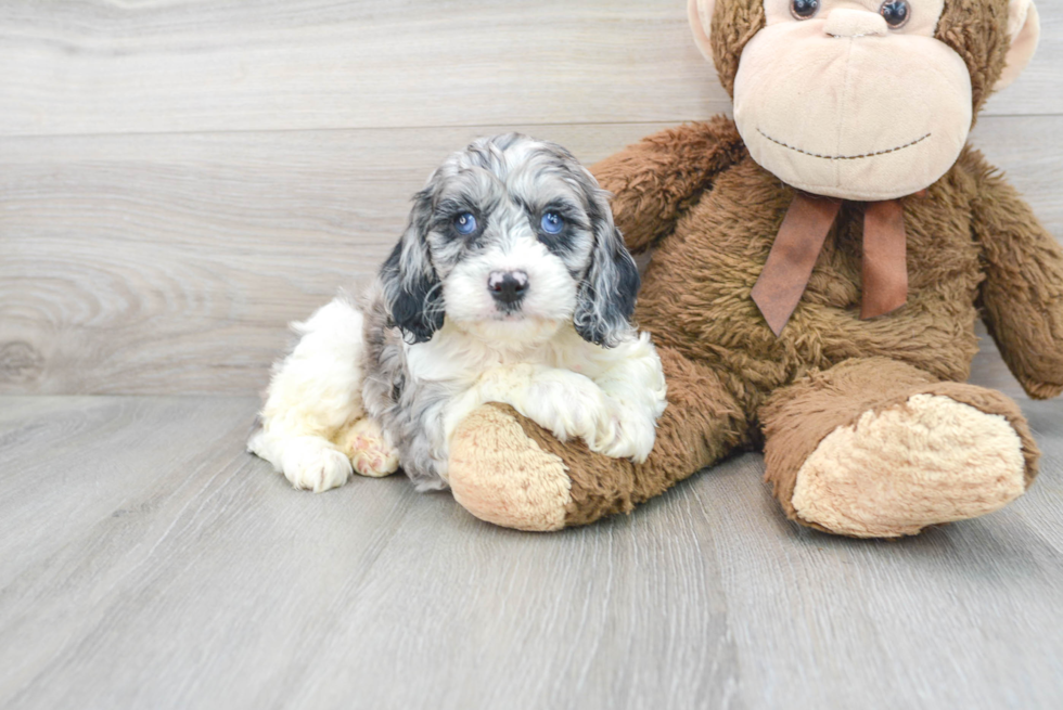 Cockapoo Pup Being Cute