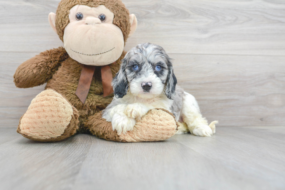 Cockapoo Puppy for Adoption