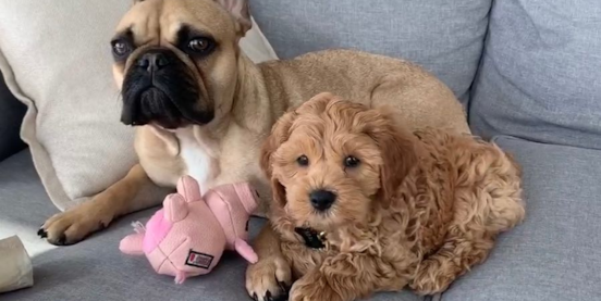 Cockapoo Price Guide