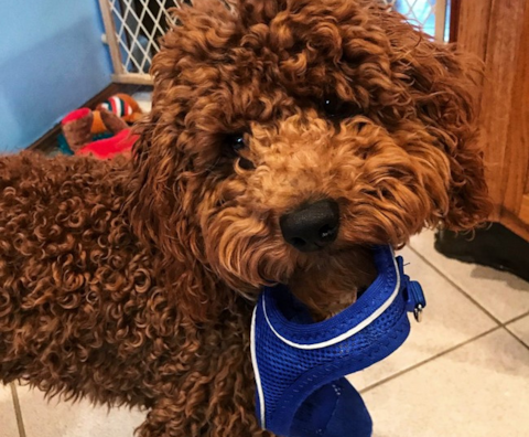 Mini Schnoodle Puppies For Sale | Premier Pups