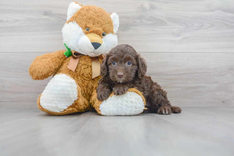 Playful Cockerpoo Poodle Mix Puppy