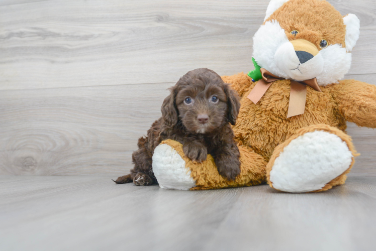 Sweet Cockapoo Baby