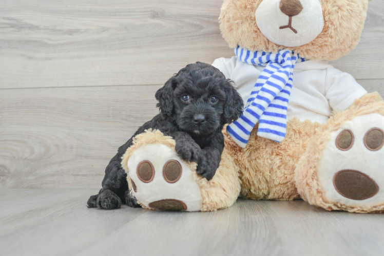 Cockapoo Puppy for Adoption