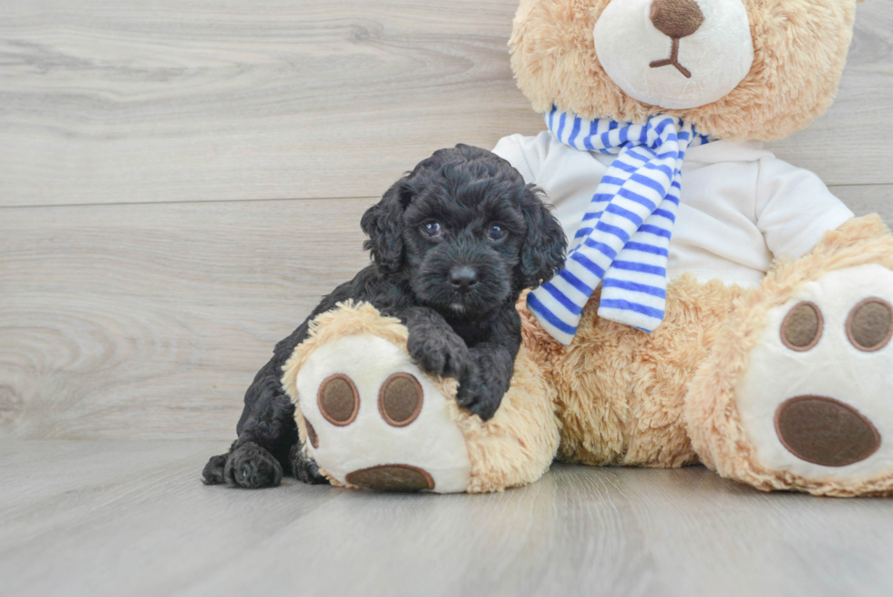 Cockapoo Puppy for Adoption