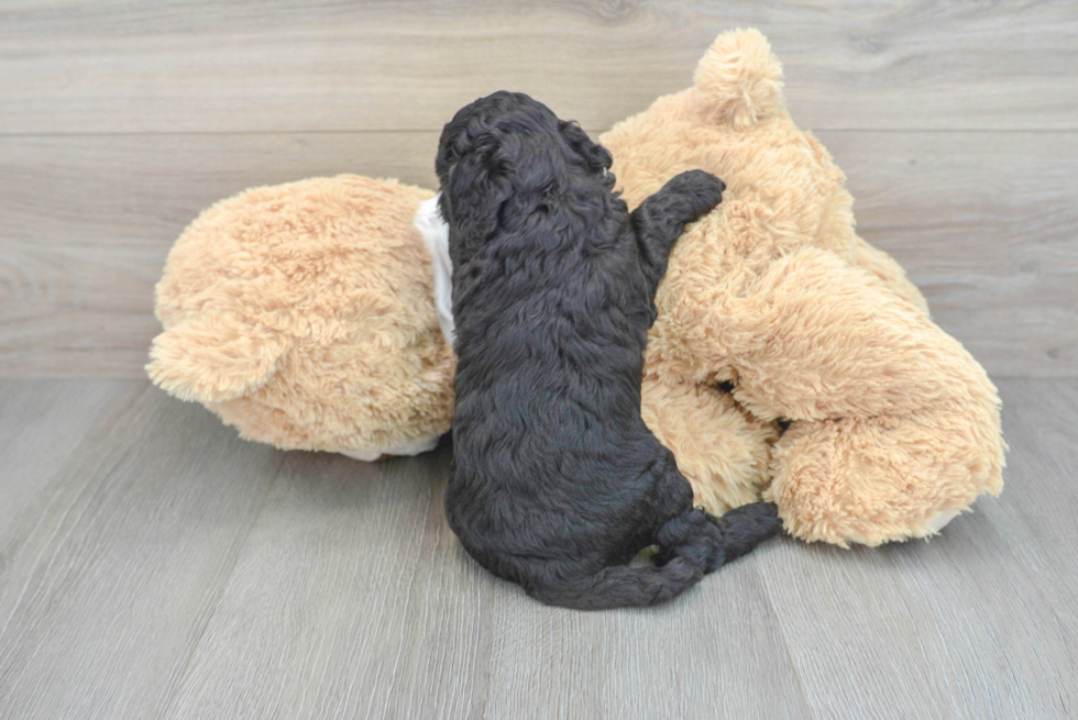 Cute Cockapoo Baby