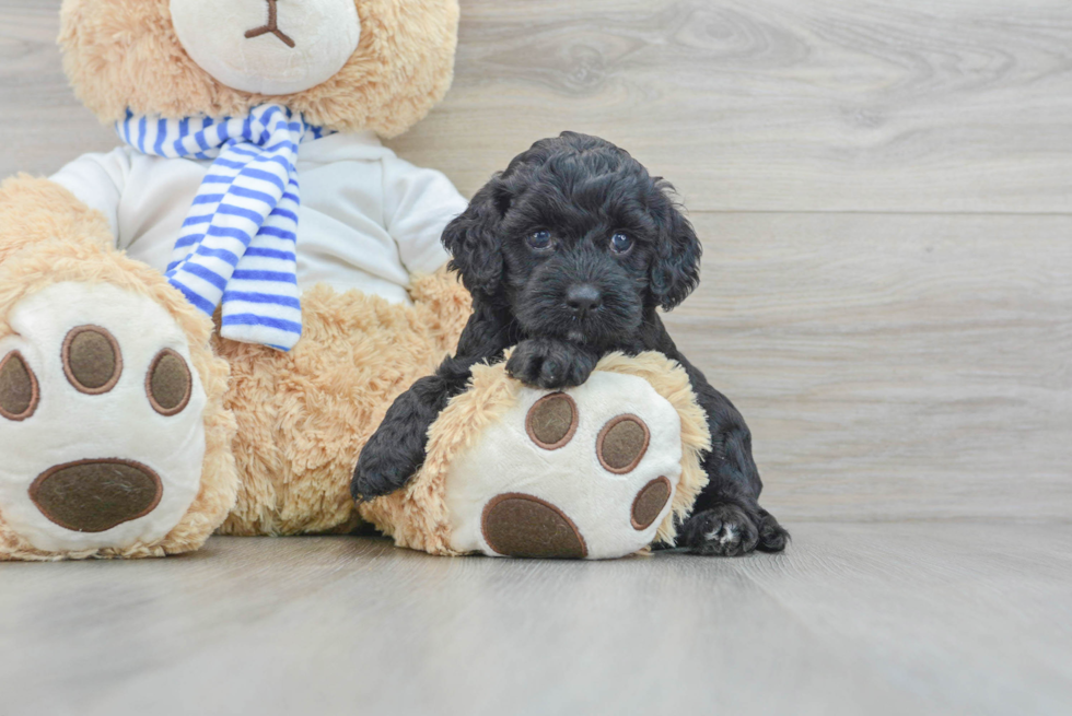 Small Cockapoo Baby