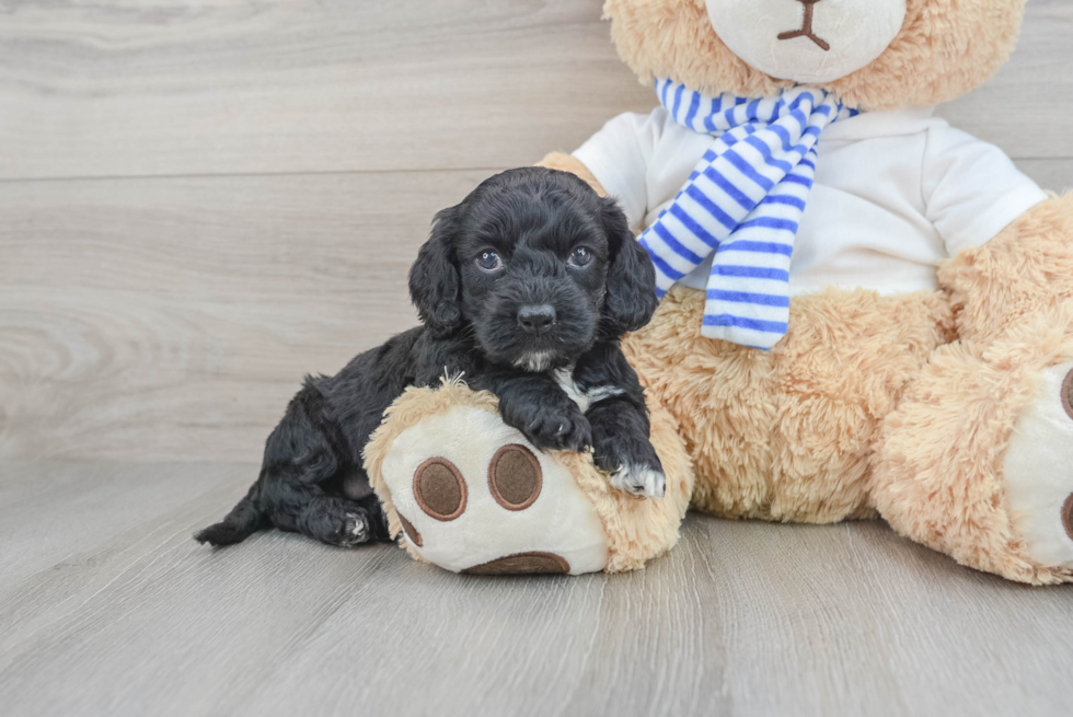 Cockapoo Pup Being Cute