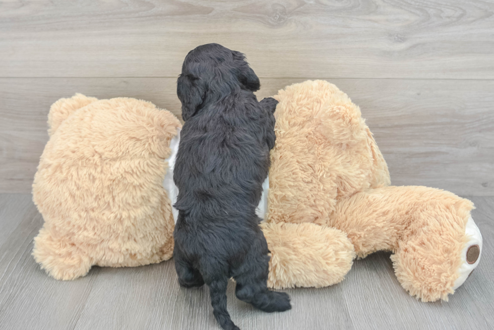 Hypoallergenic Cockerpoo Poodle Mix Puppy