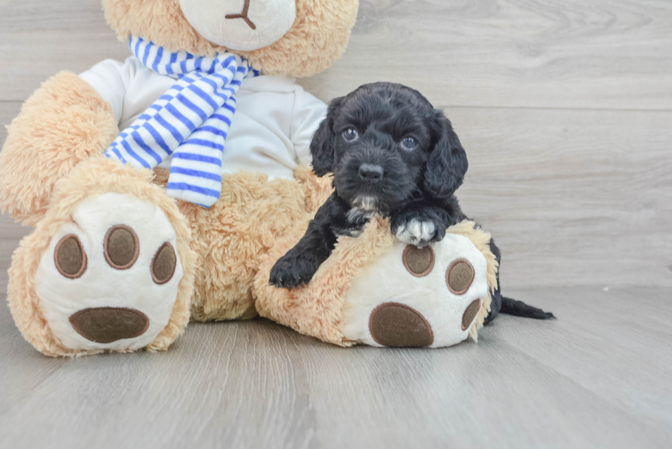 Adorable Cockerpoo Poodle Mix Puppy