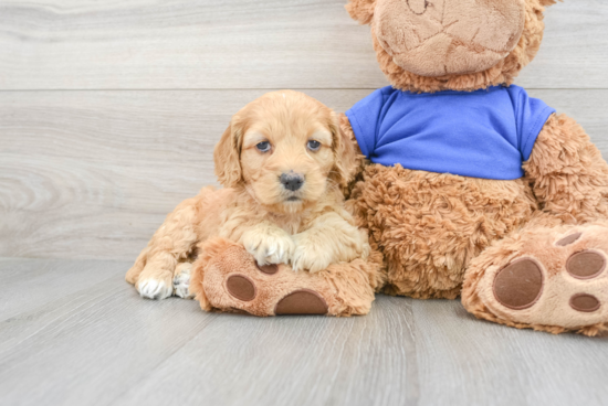 Popular Cockapoo Poodle Mix Pup