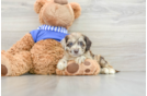 Adorable Cocker Doodle Poodle Mix Puppy