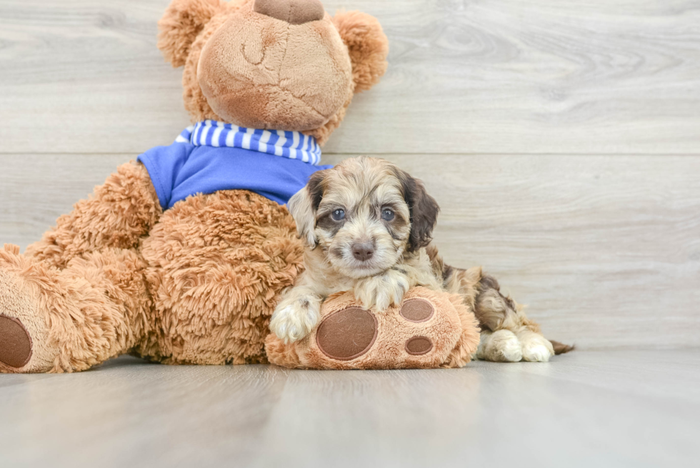 Adorable Cocker Doodle Poodle Mix Puppy