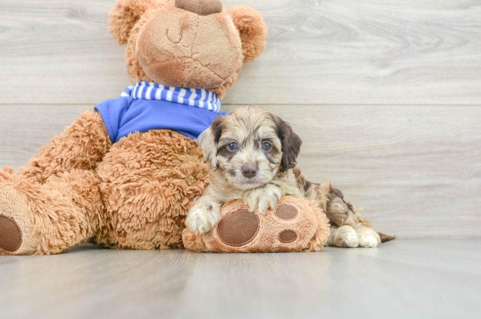 5 week old Cockapoo Puppy For Sale - Premier Pups