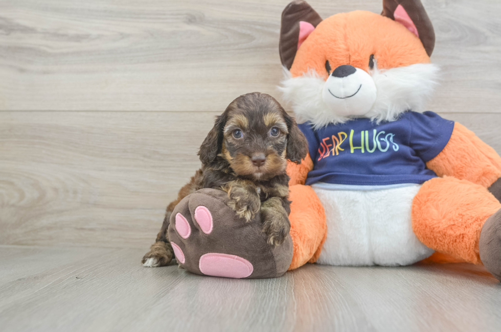 5 week old Cockapoo Puppy For Sale - Premier Pups